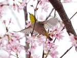 DSC00620 a