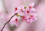 DSC00628 a