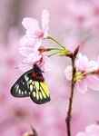 DSC00630 a