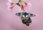 DSC00635 a