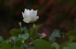DSC_0323 a