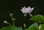 DSC_0331 a