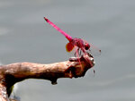 DSC_0355 a