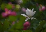DSC_0418 a
