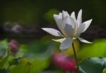 DSC_0420 a