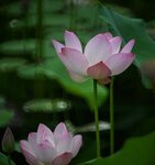 DSC_0426 a