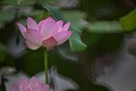 DSC_0428 a
