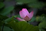 DSC_0429 a