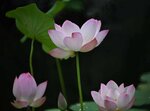 DSC_0431 a
