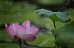 DSC_0434 a