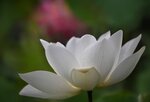 DSC_0435 a