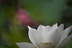 DSC_0438 a