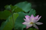 DSC_0440 a
