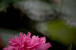 DSC_0441 a