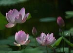 DSC_0445 a