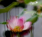 DSC_0456 a