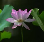 DSC_0461 a