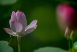 DSC_0473 a