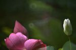 DSC_0477 a