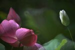 DSC_0480 a