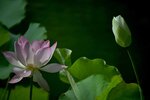 DSC_0483 a