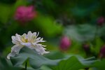 DSC_0490 a
