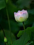 DSC_0493 a