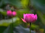 DSC_0494 a