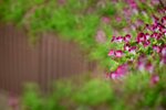 DSC_0498 a