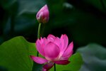 DSC_0507 a
