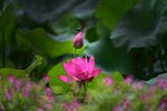 DSC_0512 a