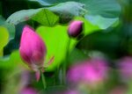 DSC_0526 a