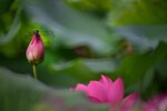 DSC_0531 a