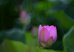 DSC_0536 a