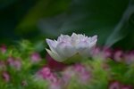 DSC_0555 a