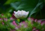 DSC_0556 a
