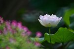 DSC_0563 a