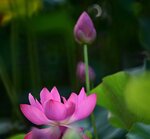 DSC_0566 a