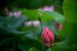 DSC_0640 a