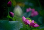 DSC_0648 a