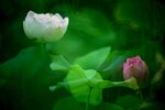 DSC_0654 a