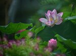 DSC_0662 a