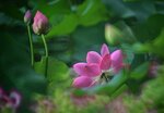 DSC_0664 a