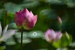 DSC_0689 a