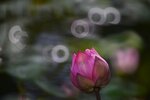 DSC_0694 a