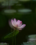DSC_0699 a
