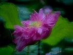 DSC_0704 a