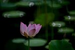 DSC_0707 a