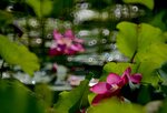 DSC_0721 a