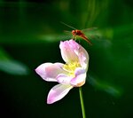 DSC_0725 a